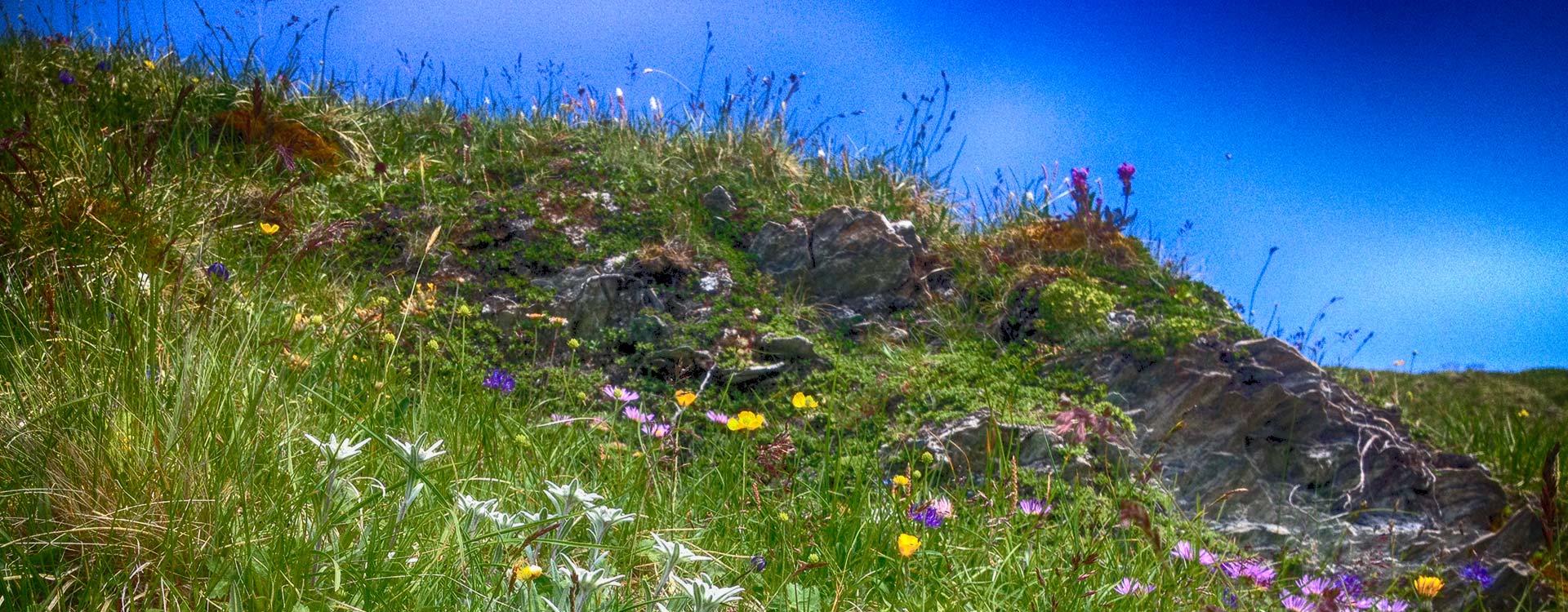 Blumenwiese/Edelweiss